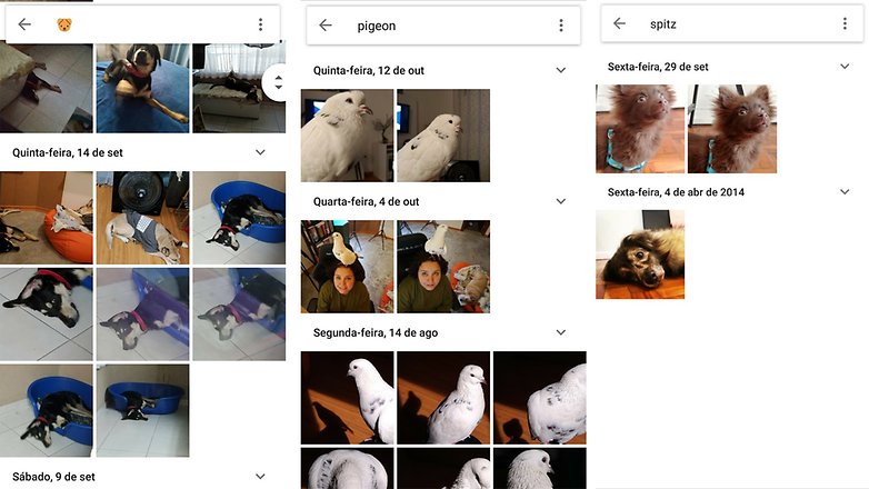 google animal photos 3