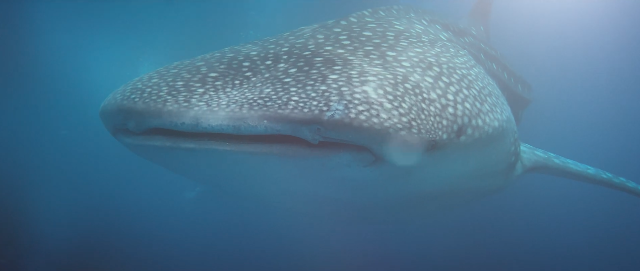 New iPhone Short Films Highlights Whale Shark Protection Initiative