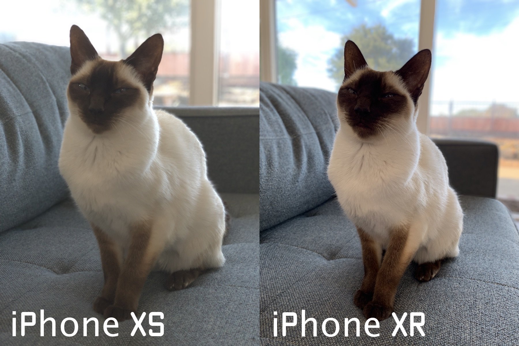 Halide app will allow you to use iPhone XR Portrait Mode on objects and animals [atualizado: saiu!]