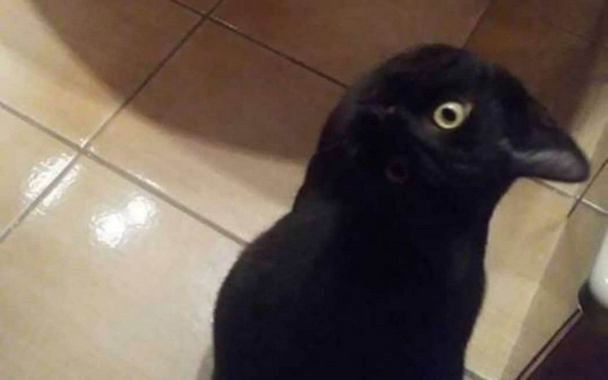 Cat or crow? Photo spreads on the Internet and confuses at Google | Downloads |