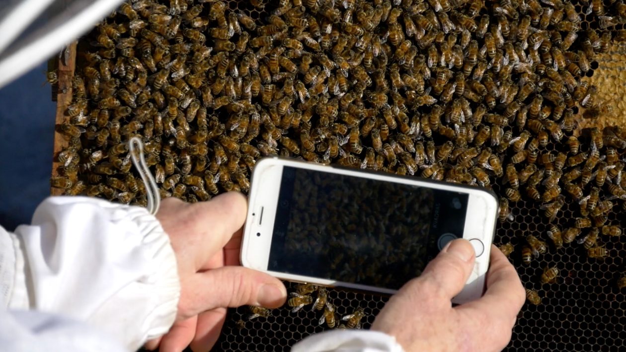BeeScanning: saving bees thanks to the iPhone and artificial intelligence