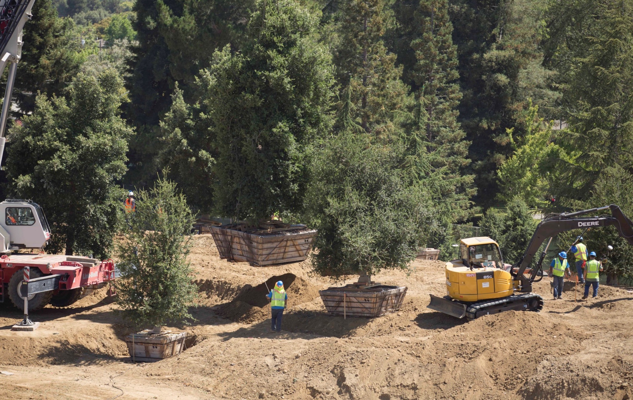trees being planted on Apple Campus 2