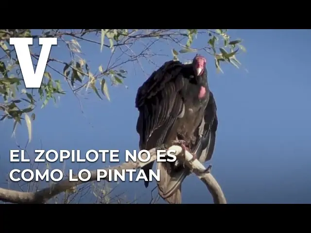 como son los zopilotes